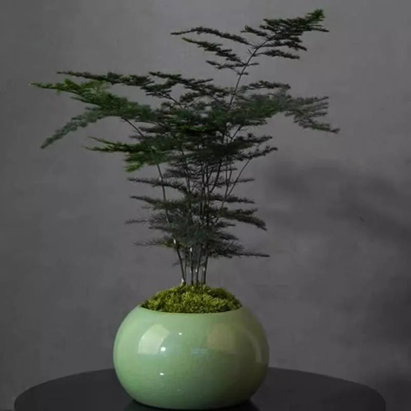 Les Îlots des Vents Légers — Les Messagers des Jardins Intérieurs